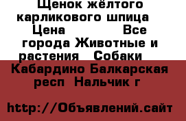 Щенок жёлтого карликового шпица  › Цена ­ 50 000 - Все города Животные и растения » Собаки   . Кабардино-Балкарская респ.,Нальчик г.